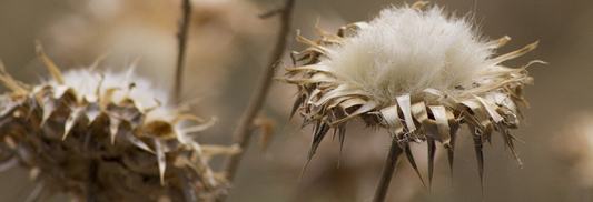 Your Guide to Eco-friendly & Ethical Labels